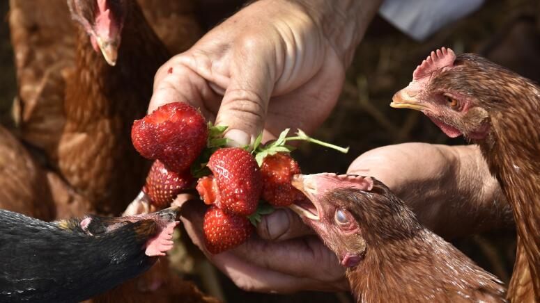 chickens eating strawberries