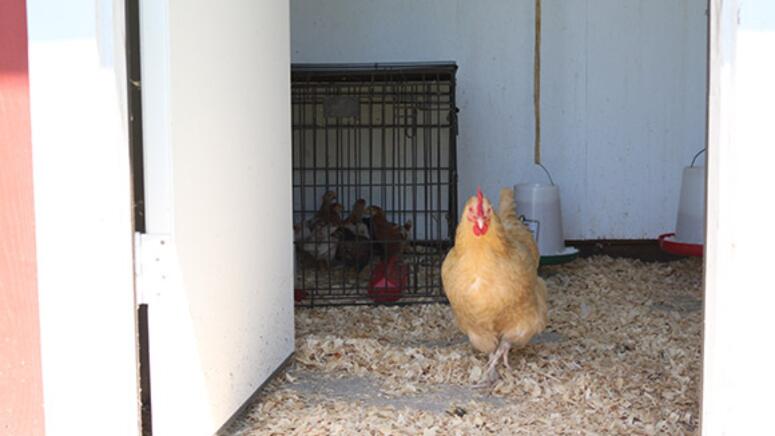 chicken flock mixed