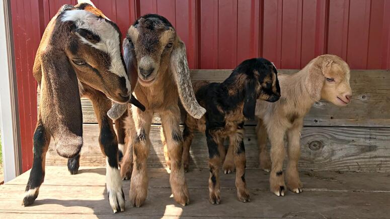 goat family