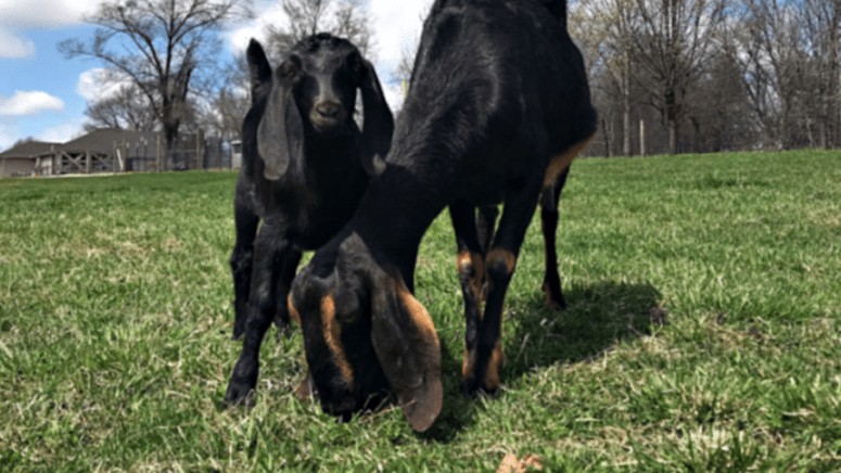 goats eating grass