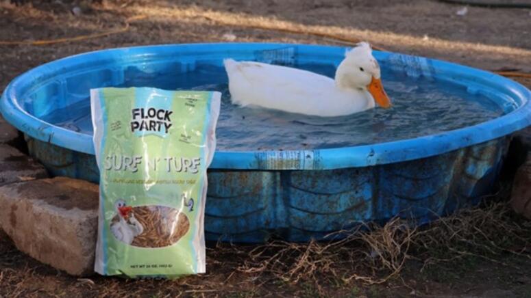 duck kiddie pool