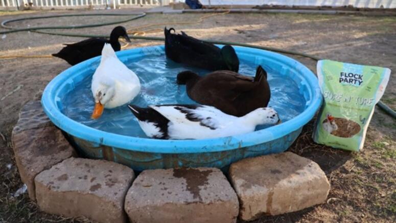 ducks swimming pets