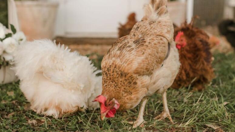 chickens meeting each other