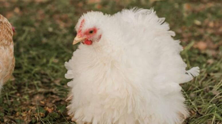 fluffy backyard chicken