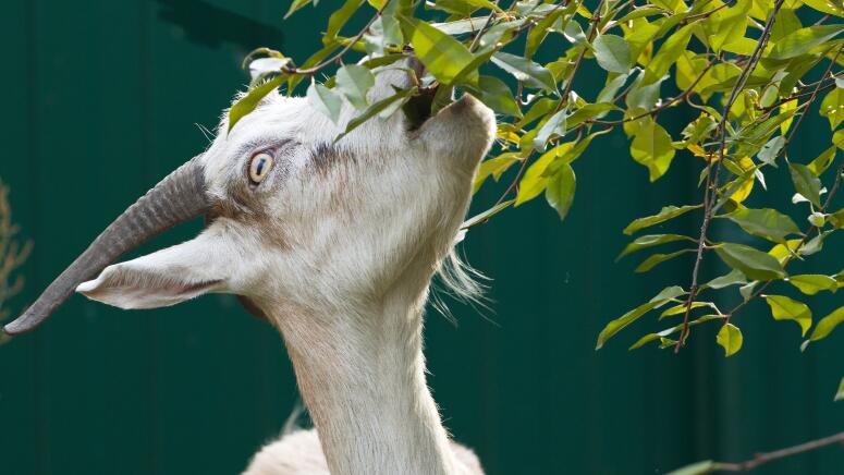 goats eating