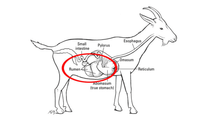 goat rumen diagram