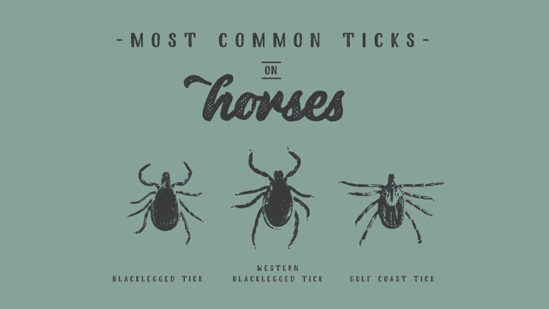 most common ticks on horses