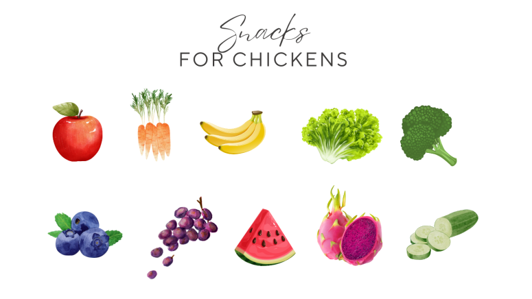 best snacks for chickens