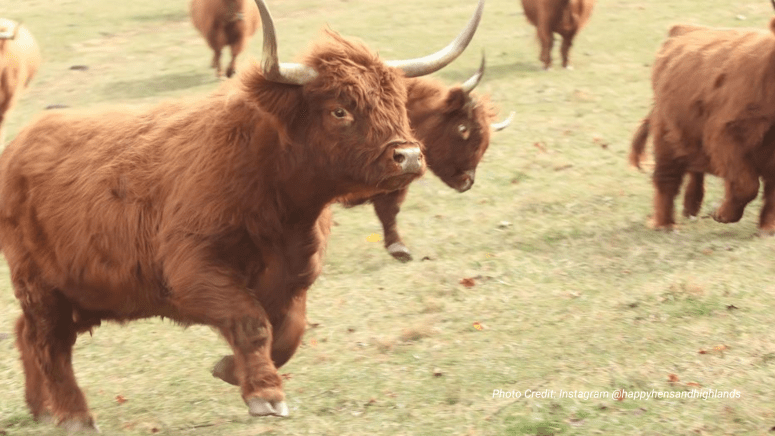 beautiful highland cattle running through grass