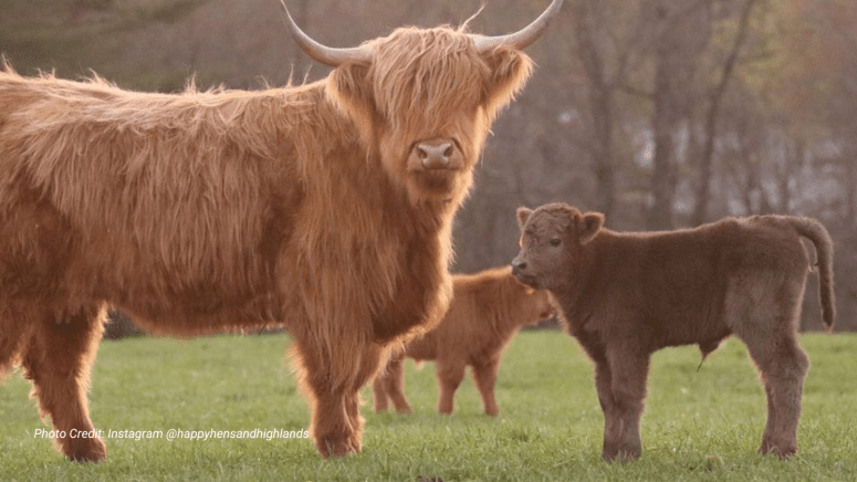 highland cattle and baby