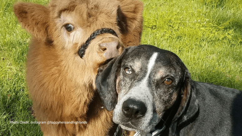 baby highland cow and dog