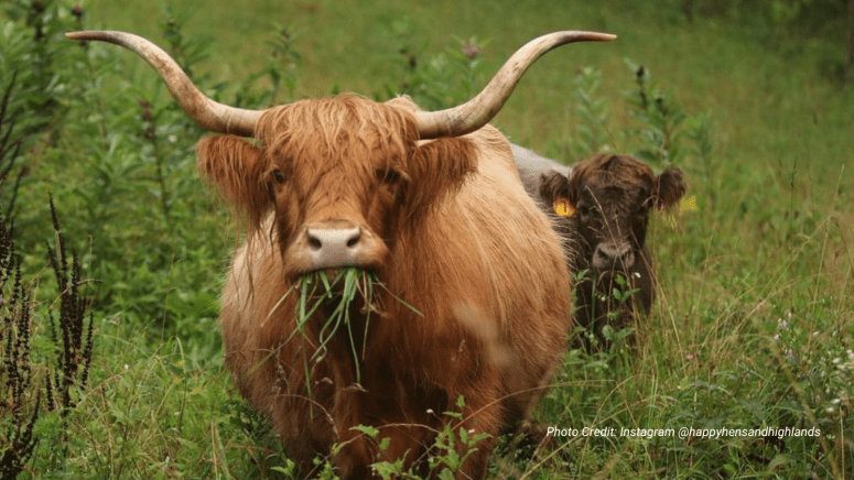 highland cattle eating grass