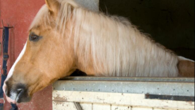 beautiful horse  mane