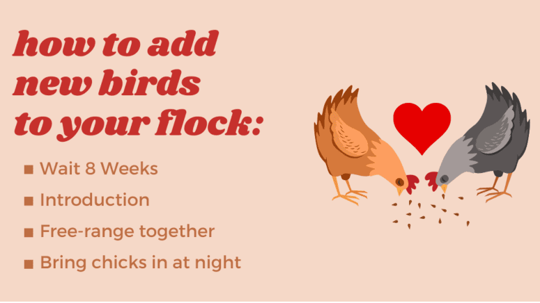 how to add new birds to your flock