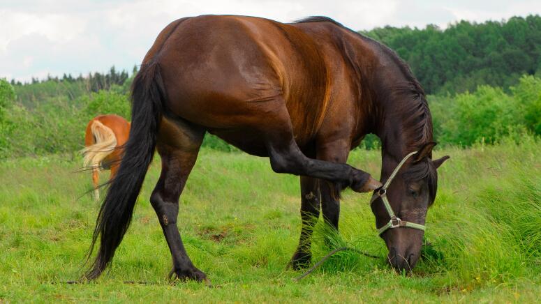 horse scratching itself