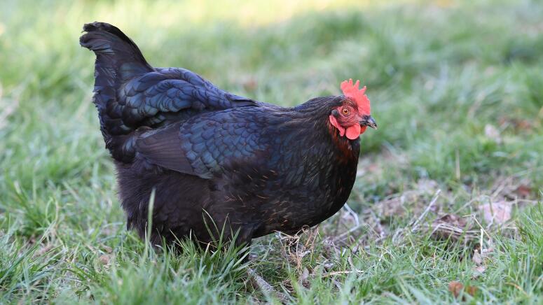 jersey giant chicken