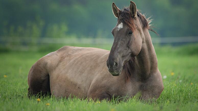 horse laying down