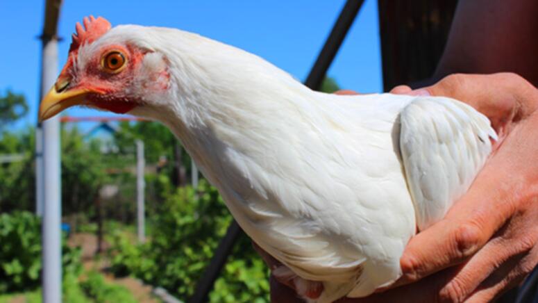 leghorn chicken