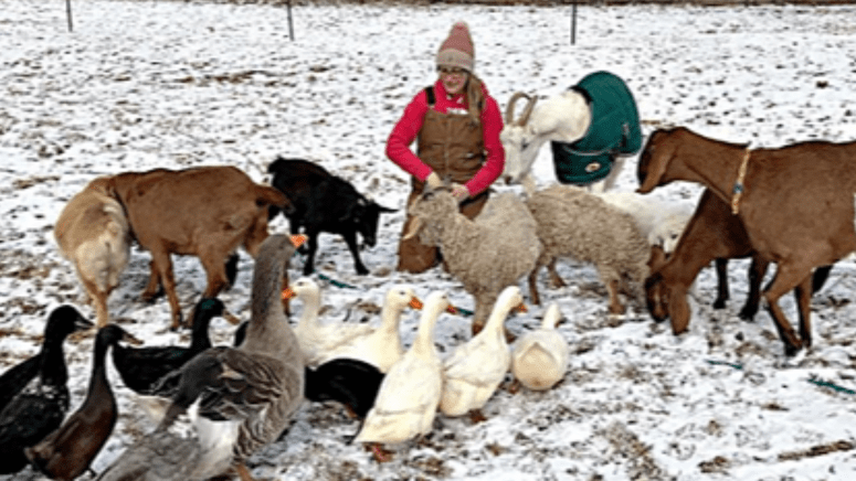 winter flock mandi chamberlain