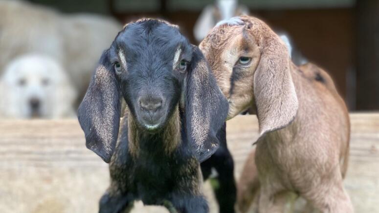 nubian goats nuzzling with dog in background