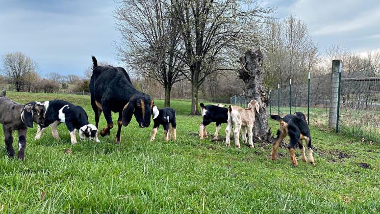 beautiful goats