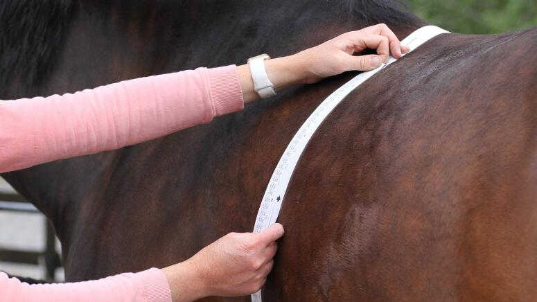 measuring a horse