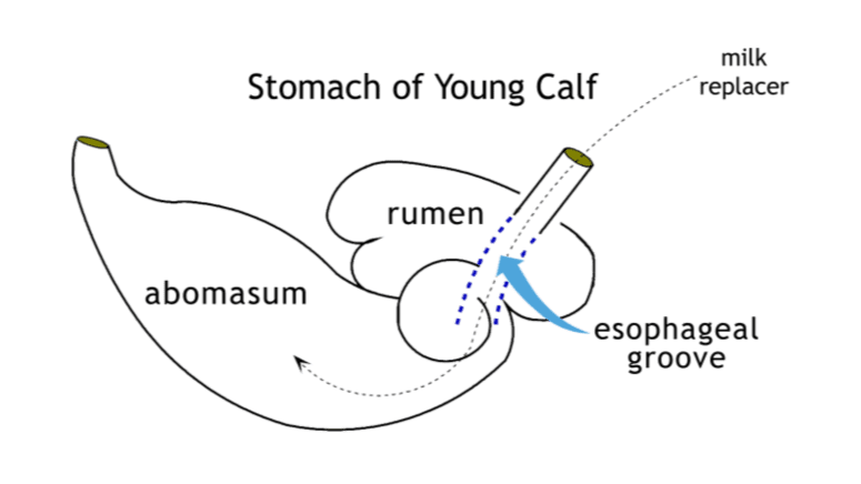 stomach graphic