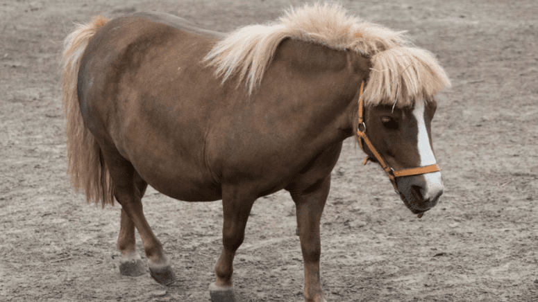 small horse