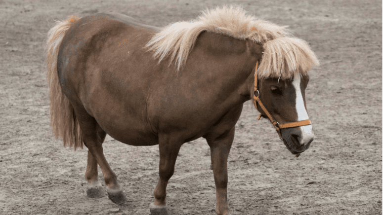 brown mini horse standing in dirt