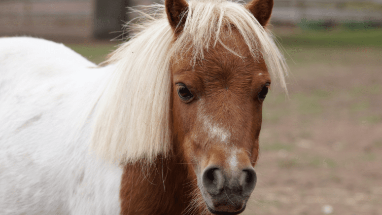 mini horse cute