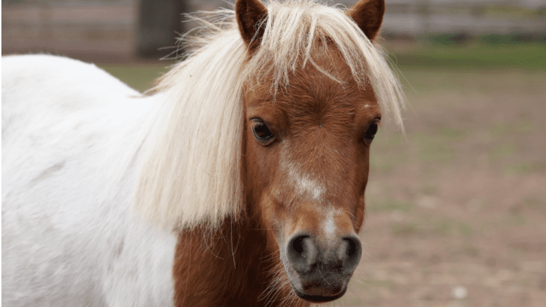 white and brown mini horse looking at camera