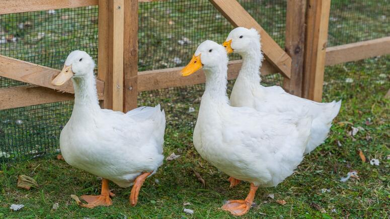 walking ducks