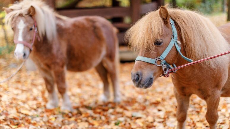 sweet mini horses