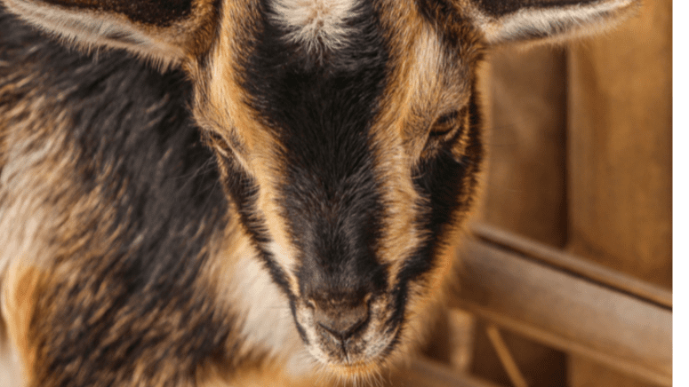 nigerian dwarf goat