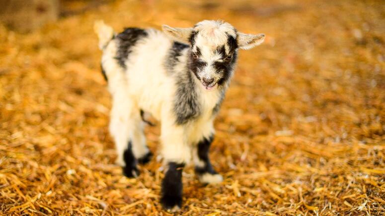 nigerian dwarf goat