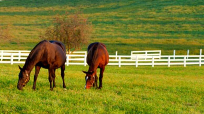 horses in pasture