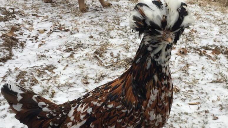 beautiful chicken