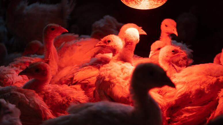 baby chicks heat lamp