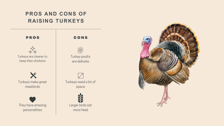 pros and cons of raising turkeys