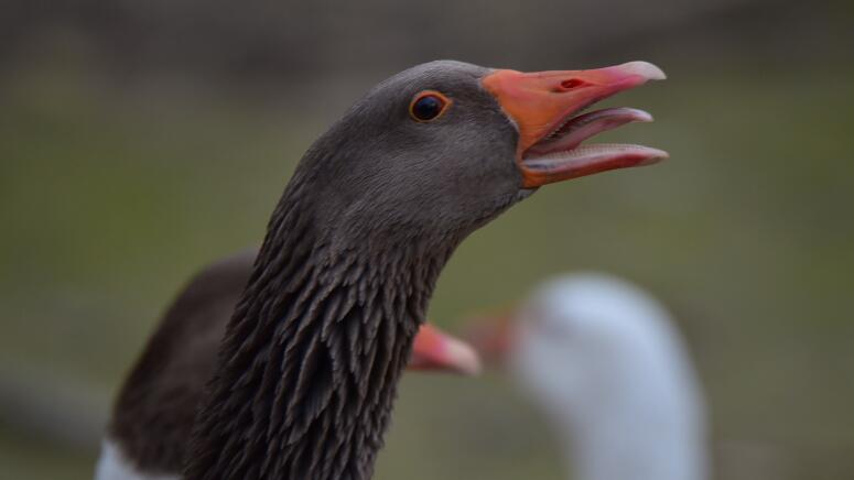 protective geese