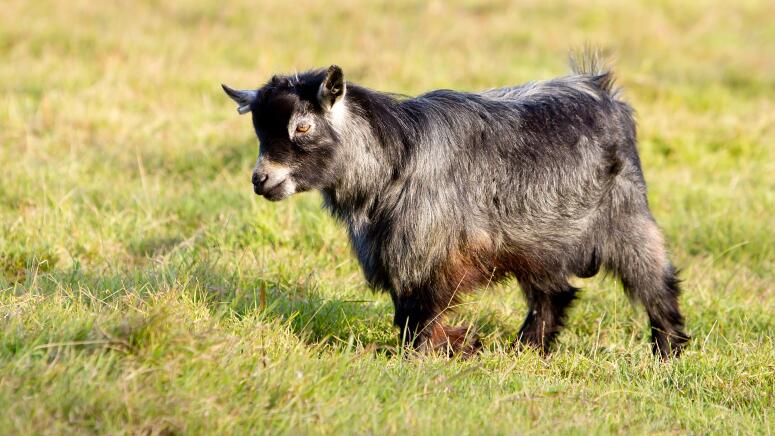 pygmy goat