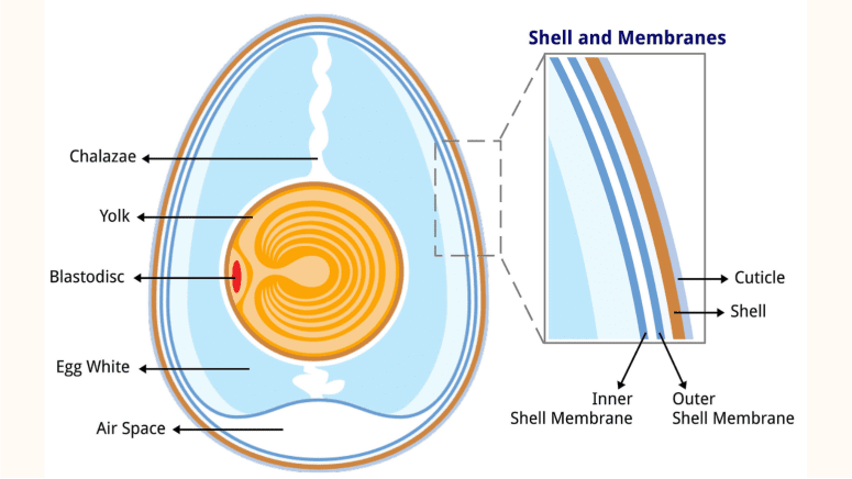 anatomy of an egg