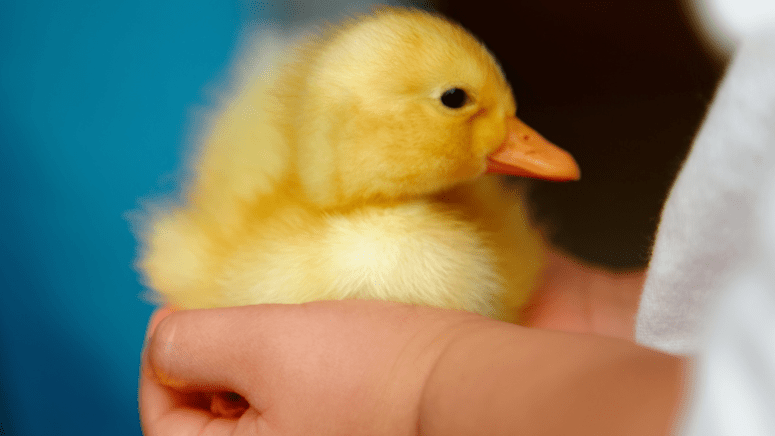 duckling