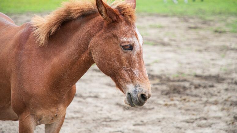 rescue horse