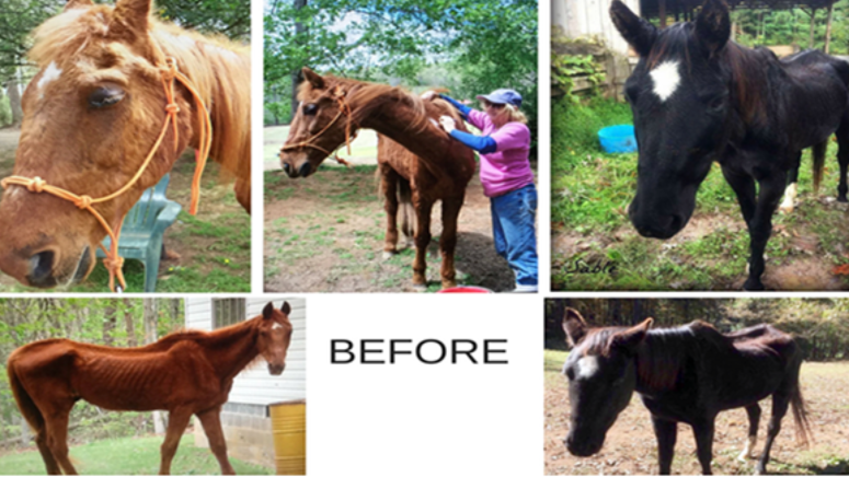 before extreme malnutrition horse rescue