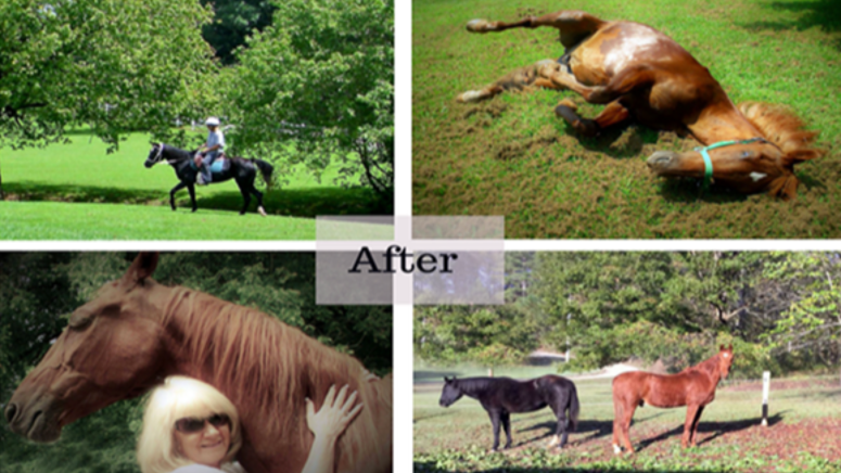 amazing recovery story of malnourished horses brought back to life by one kind homesteader