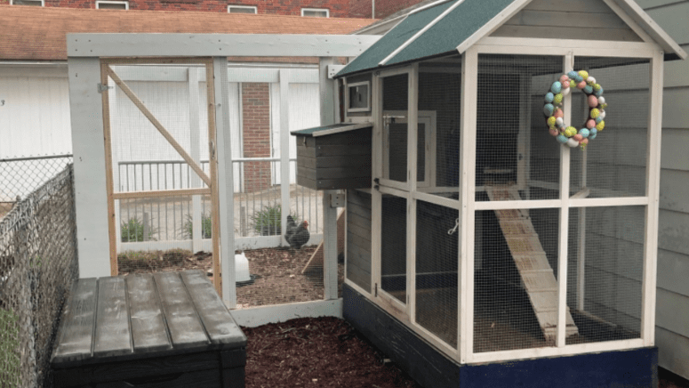 backyard chicken coop in the city