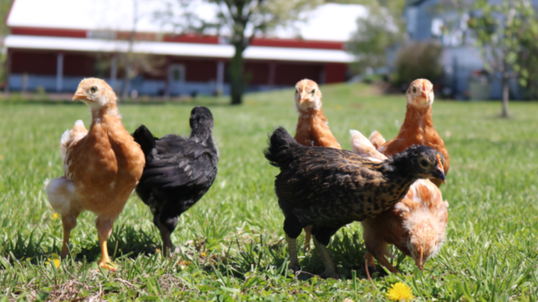 mixed flock