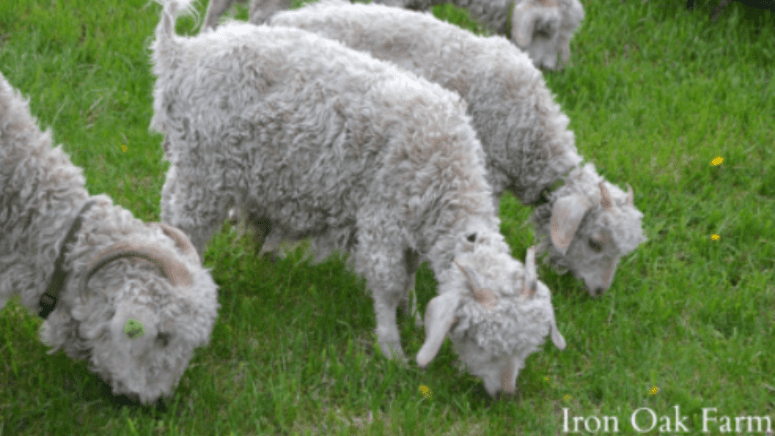 angora goats grazing