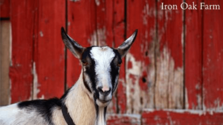 beautiful goat